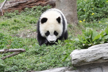 Fototapeta na wymiar Closed-up Little Panda Cub walks on the Green Grass, Wolong, China