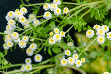 Fototapeta premium the colors of the flowers bring joy in spring, small white and yellow flowers in the woods, with perfume scent, which announce the spring, and the change of season.
