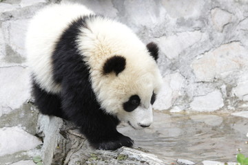 Fototapeta premium Closed-up Little Panda Cub walks on the Green Grass, Wolong, China