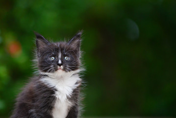 A silver patched and white kitten chilling in green garden in daylight. black and white cat sitting on wooden garden chair blurry background by sunlight.