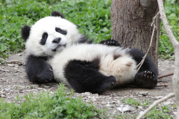 Little Panda Cub is Laying Down on the Green Grass, Wolong ,China