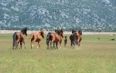 Obraz na płótnie Canvas running wild and free horses