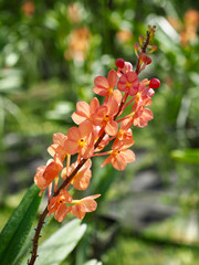 Small Orange Orchid