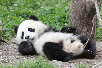 Fototapeta premium Little Panda Cub is Laying Down on the Green Grass, Wolong ,China