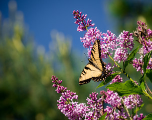 Eastern tiger swallowtail on lilac with bright blue sky and evergreen background