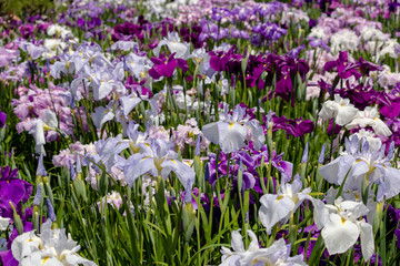 Irises in Horikiri iris garden / Horikiri iris garden is a garden free of admission fee located in Katsushika Ward, Tokyo, Japan