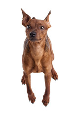 Pincher Dog Top View