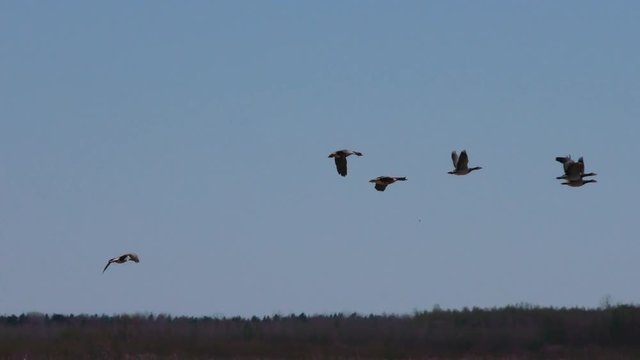 Wild migratory geese fly. The wedge of wild birds in flight. 