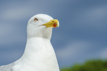 white gull closeup on blue sky background