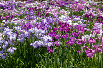 Obraz na płótnie Canvas Irises in Horikiri iris garden / Horikiri iris garden is a garden free of admission fee located in Katsushika Ward, Tokyo, Japan