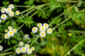 Fototapeta premium small white and yellow flowers in the woods, with perfume scent, which announce the spring, and the change of season.
