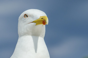 white gull closeup on blue sky background