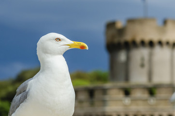 white gull closeup on blue sky and historical buildings background