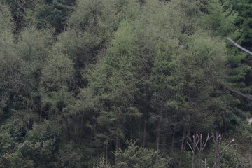 Trees in the Valley in Fall