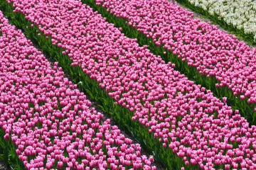 Poster de jardin Tulipe Pink tulips in a field in Holland