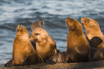 Fototapeta premium Mother and baby sea lion, Patagonia
