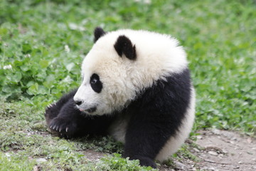 Cute Sweet Panda Cub, Wolong, China