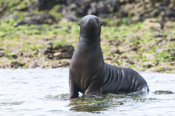 Naklejka premium Mother and baby sea lion, Patagonia