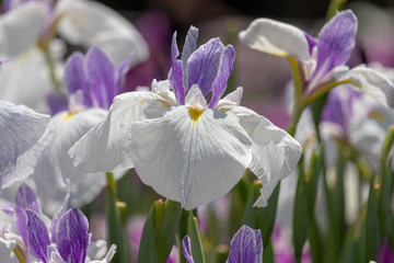 Irises in Horikiri iris garden / Horikiri iris garden is a garden free of admission fee located in...
