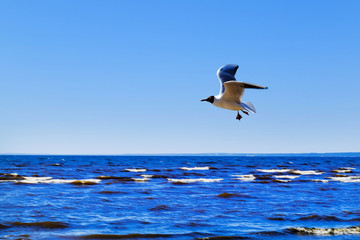 Gull over sea