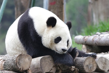 Obraz premium Sleeping Panda on the Wood Structure, China