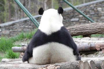 Furry Back of Giant Panda, China