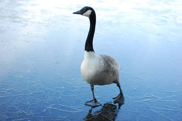Goose on an Icy Lake