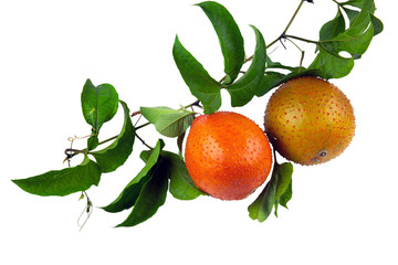 Gac fruit isolated on white background