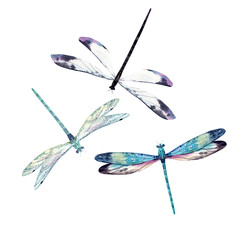 Watercolor dragonfly set - obrazy, fototapety, plakaty