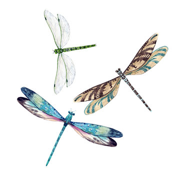 Watercolor Dragonfly Set