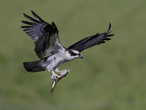 Male Osprey in Flight with Leftover Fish