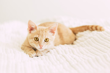 Fototapeta na wymiar redhead kitten on a white blanket, pet, yellow eyes