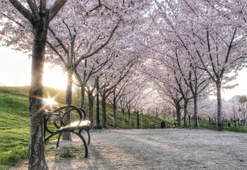 Cherry blossoms and bench at sunrise