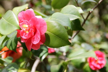 camellia flowering trees
