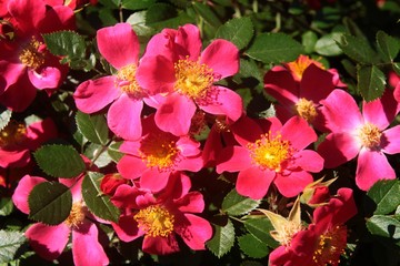 Fototapeta na wymiar red,small flowers of rose bush close up