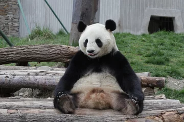Funny Pose of Giant Panda , Dujiangyan, China