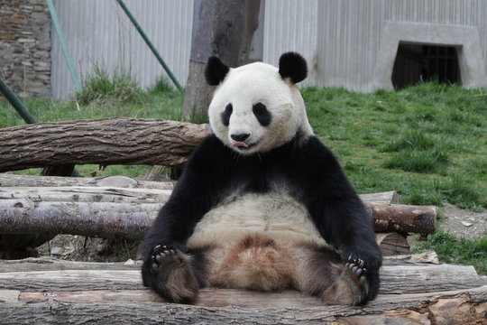 Fototapeta Funny Pose of Giant Panda , Dujiangyan, China