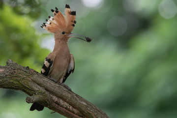 Upupa con insetto nel becco (Upupa epops)