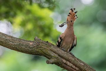 Upupa con insetto nel becco (Upupa epops)