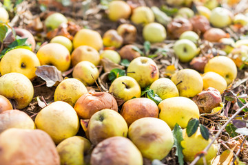 Naklejka na ściany i meble Apple orchard macro closeup of many fallen yellow fruit on garden in autumn fall, farm countryside in Virginia, rotten spoiled