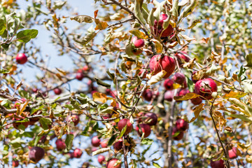 Apple orchard closeup of red fruit hanging on tree in garden in autumn fall, farm countryside in Virginia, isolated against sky