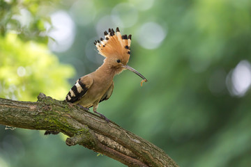 Upupa con insetto nel becco (Upupa epops)