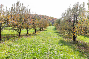 Naklejka premium Apple orchard with many trees, fallen yellow fruit on garden in autumn fall, farm countryside in Virginia, green grass path alley