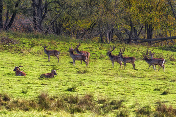 Obraz na płótnie Canvas Herd of fallow deers