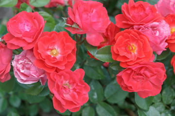 Red roses with blurred green leaves in the background