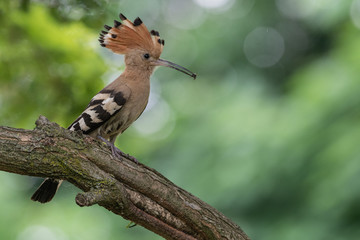 Upupa con insetto nel becco (Upupa epops)