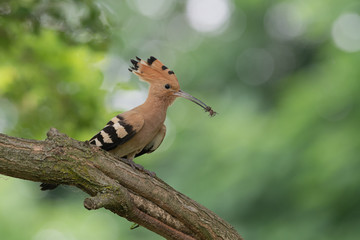 Upupa con insetto nel becco (Upupa epops)