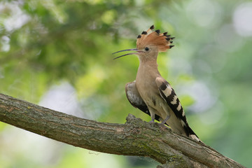 Ritratto di Upupa (Upupa epops)