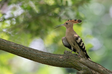 Ritratto di Upupa (Upupa epops)