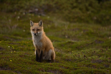 Red Fox